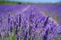 lavander